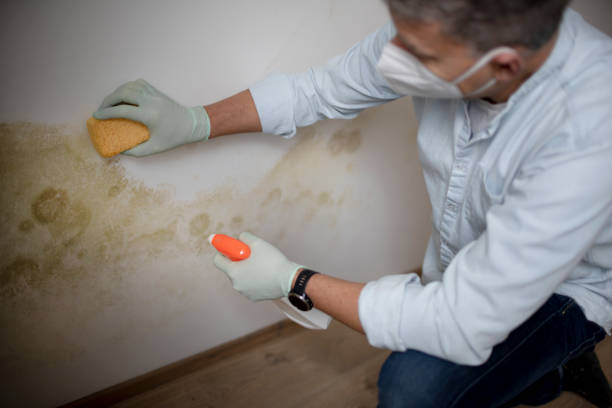 Best Post-Flood Mold Remediation in Oakfield, WI