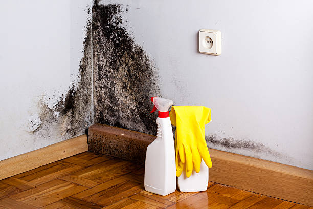 Best White Mold Remediation in Oakfield, WI