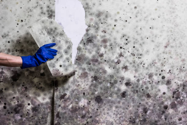 Best Crawl Space Mold Remediation in Oakfield, WI
