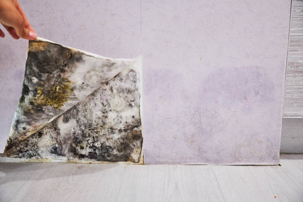 Best Emergency Mold Remediation in Oakfield, WI